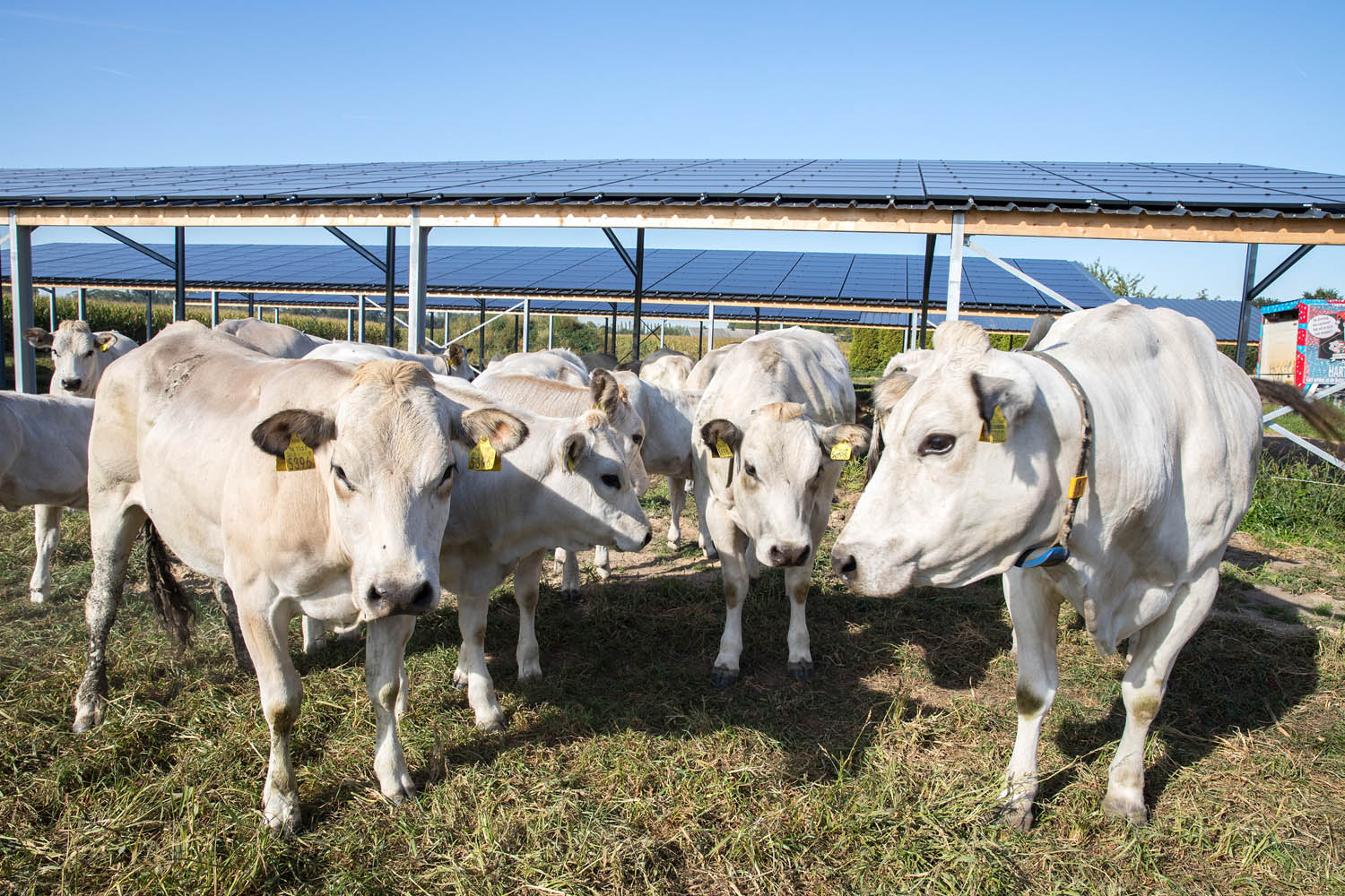 Hoppenbrouwers Techniek verzorgde zonnepanelen in de wei bij de Ruijsbossche Hoeve